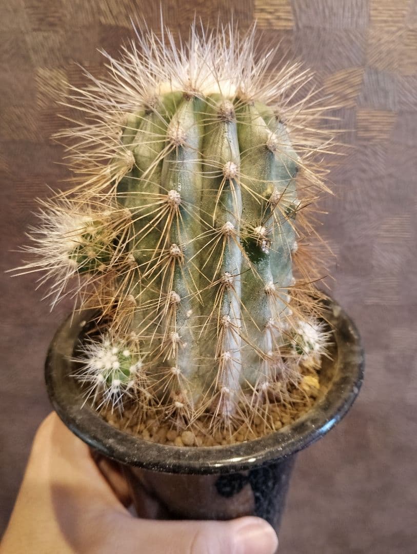 \"特選 特大\" コピアポア ・ クラインジアナ 雷血丸