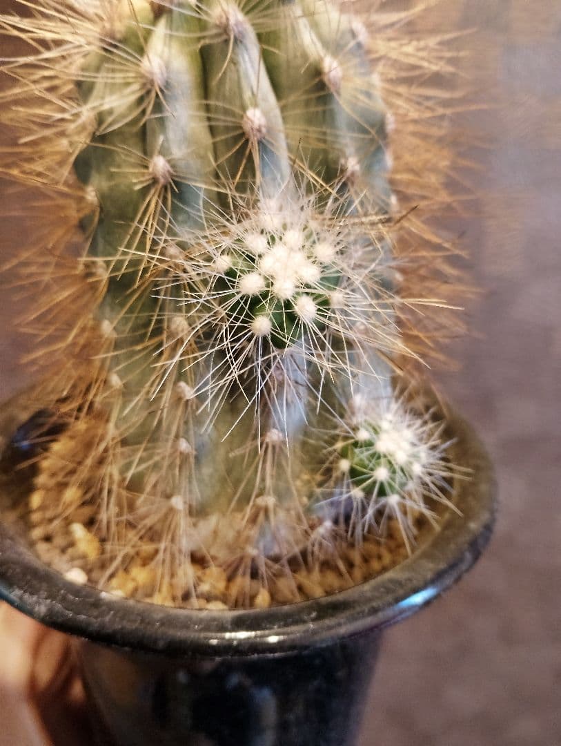 \"特選 特大\" コピアポア ・ クラインジアナ 雷血丸