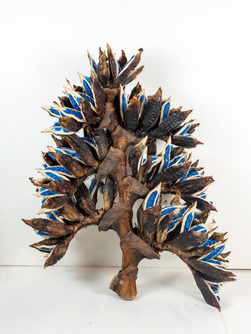 タビビトノキ 青い種 4 旅人の木 オオギバショウ 丸ごと 種子