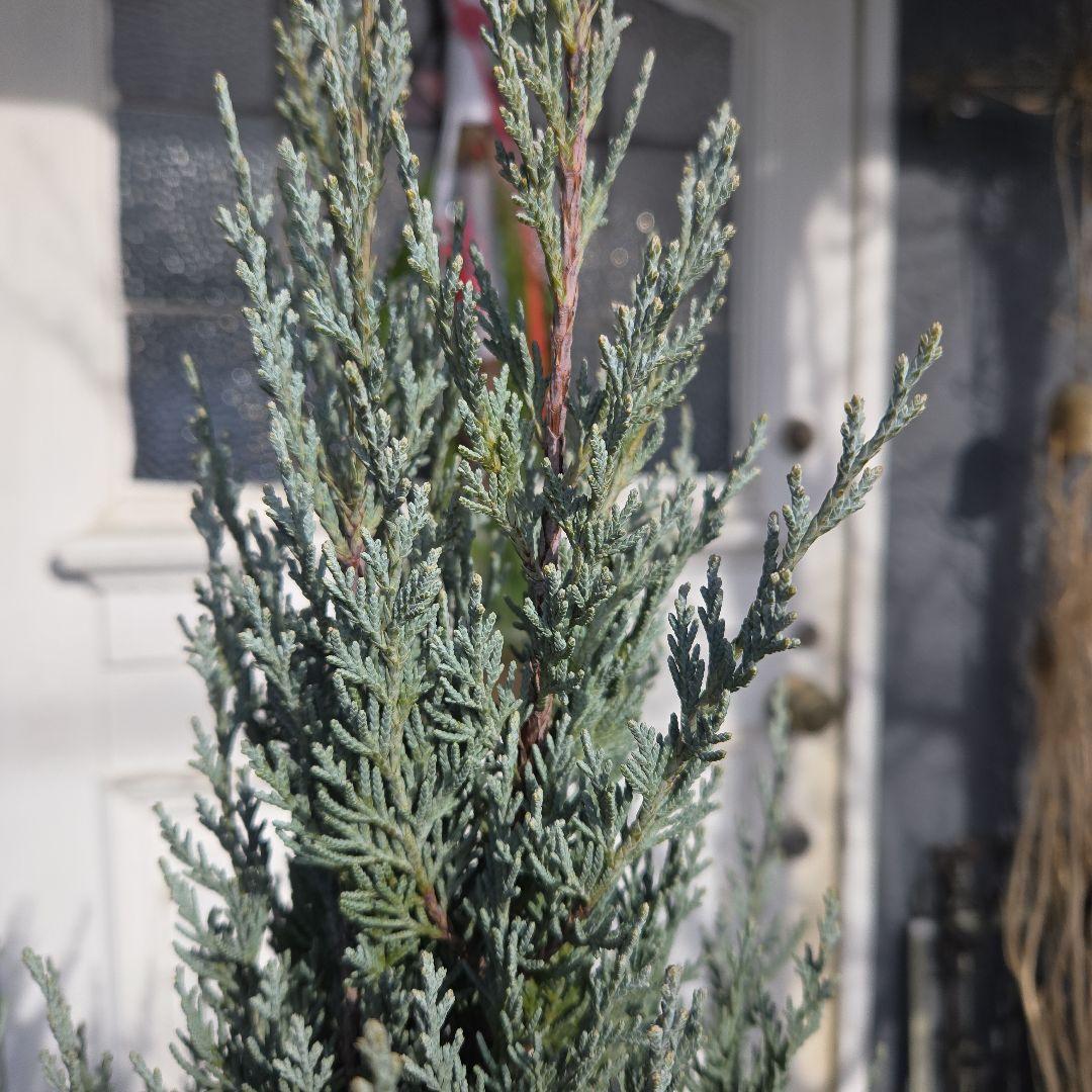 ④　コニファームーングロー　10号　特大苗木最高等級　初売り‼️