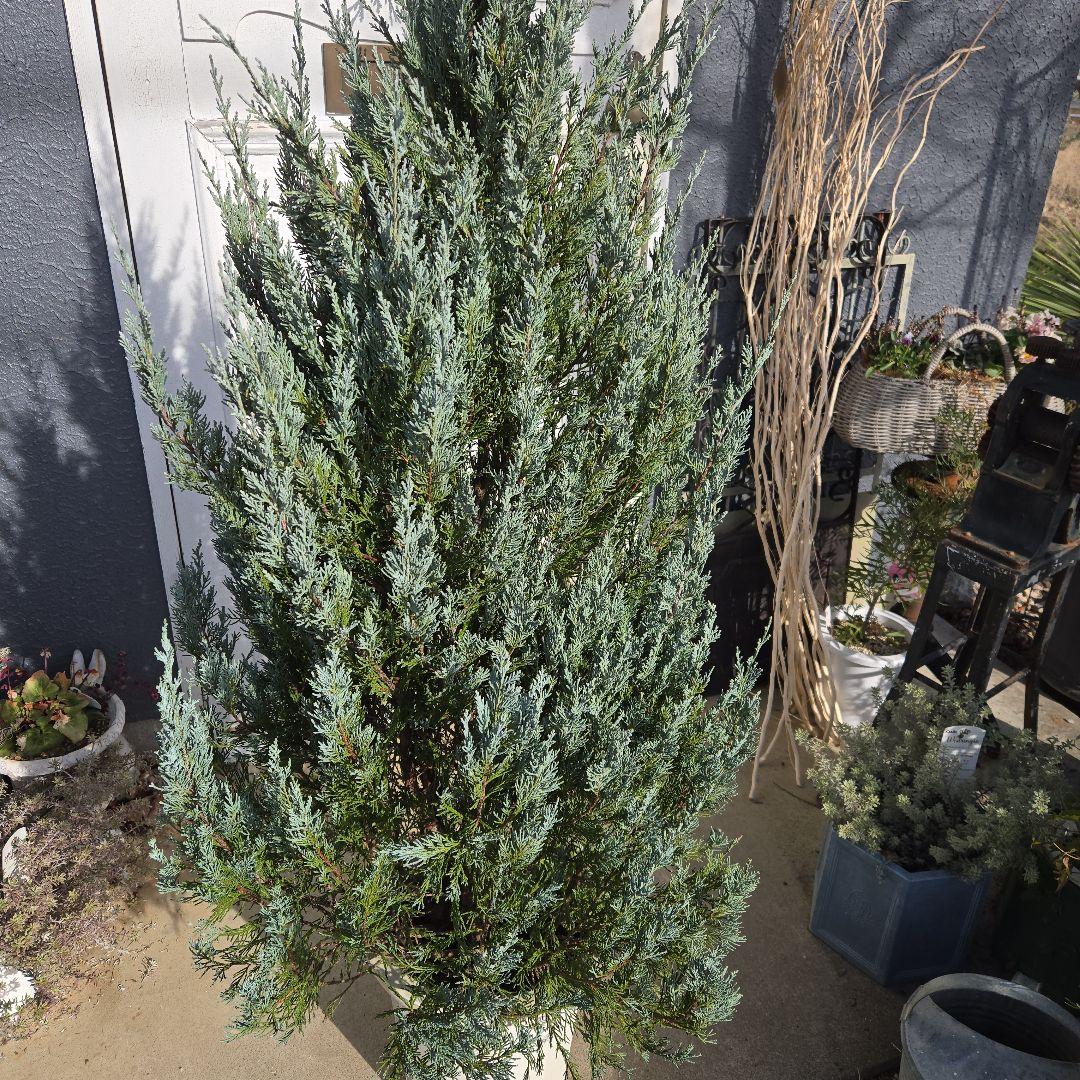 ④　コニファームーングロー　10号　特大苗木最高等級　初売り‼️