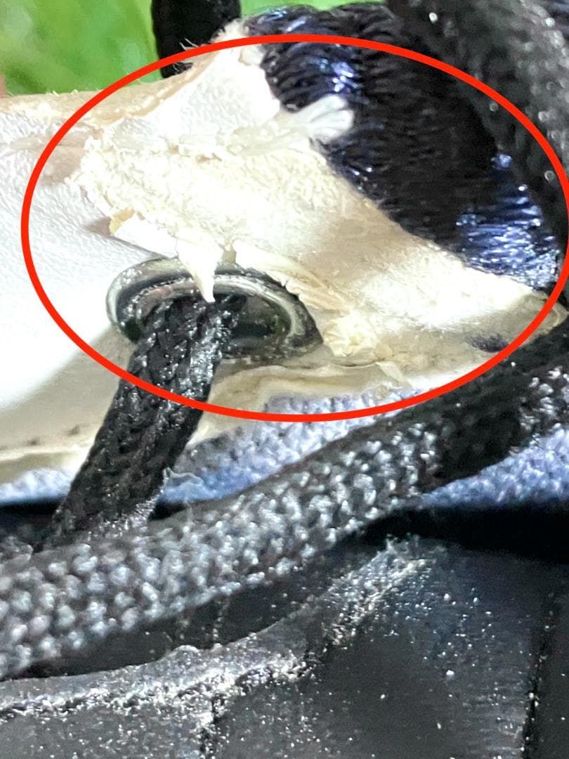 【早い者勝ち】アシックス TGN103 ゲルエースツアー2 27.5cm ゴルフ