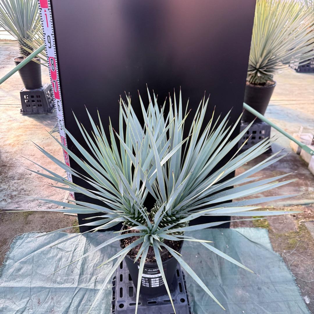 【AL1174】ユッカ　ロストラータ　トリプルヘッド