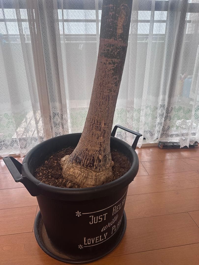 引き取り希望 超大型 パキラ 230cm×210cm 横広がり 観葉植物