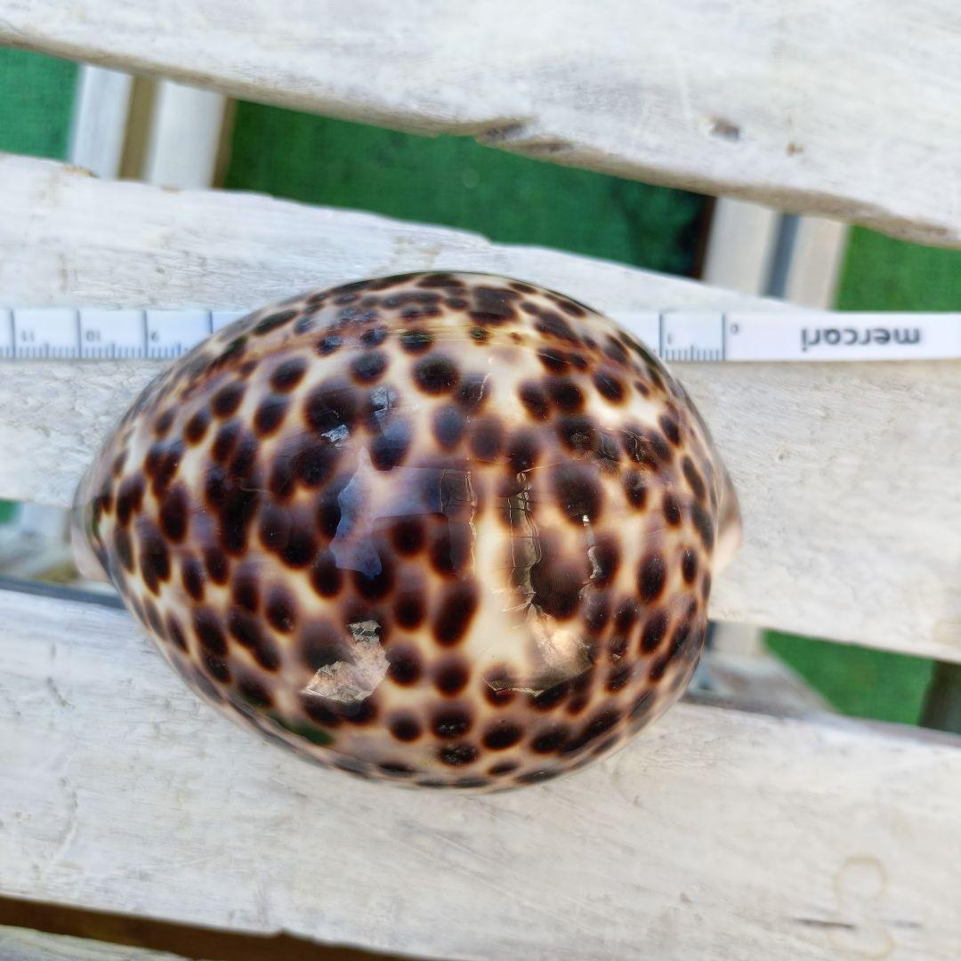 貝殻セット ホシタカラガイ ほら貝など