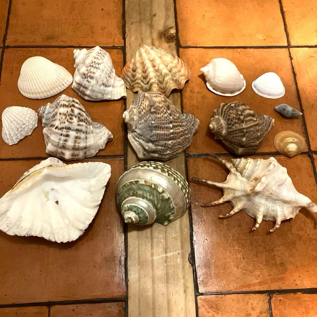 ✨貝殻セット✨　シェル　アソート　インテリア雑貨