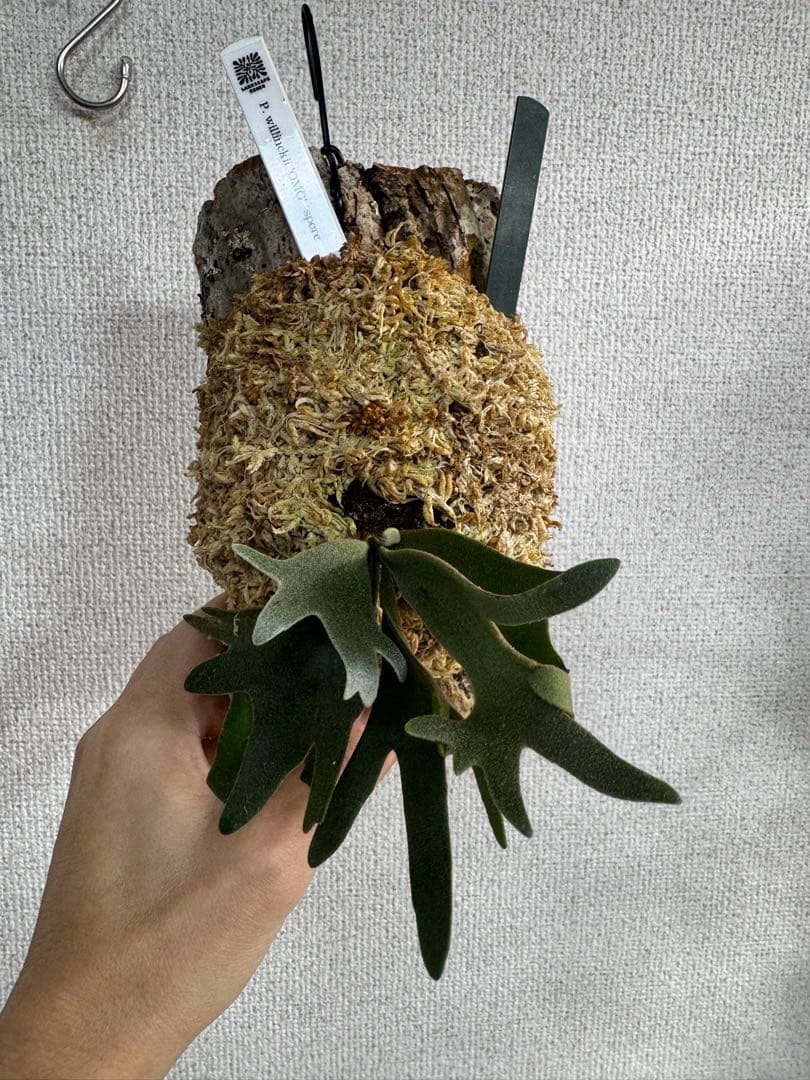 P. willinckii 'OMG'spore コルク　ビカクシダ　緑