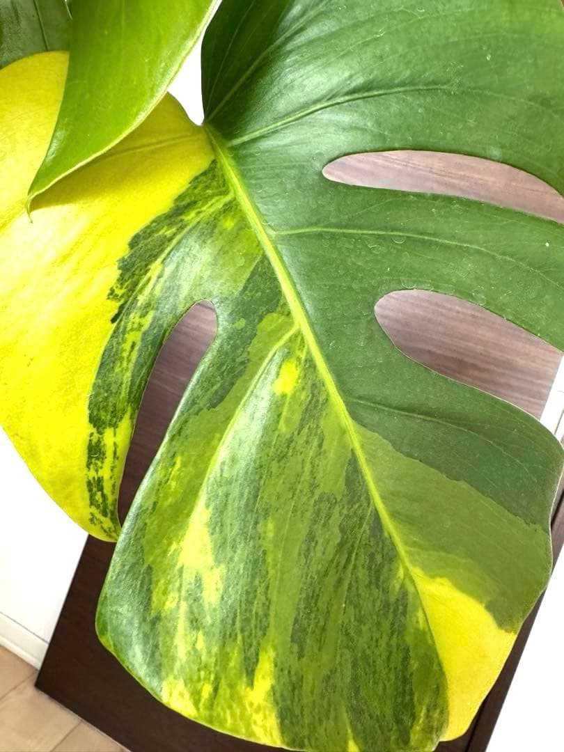 【超希少】モンステラ デリシオーサ イエローマリリン 4葉付き大株　発根済み