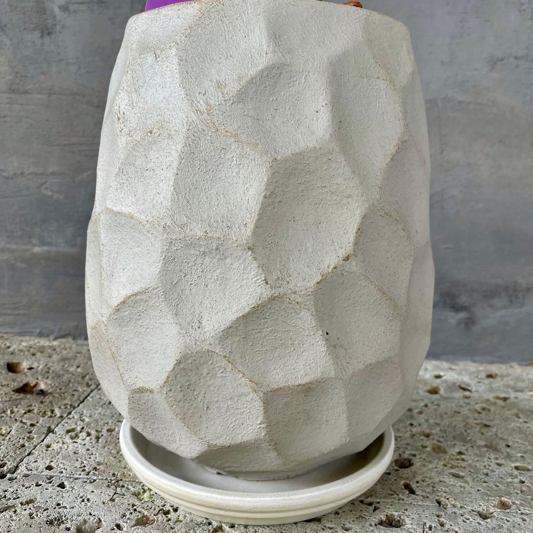 最高級樹形　大型　フィカス　ベンガレンシス　オードリー　陶器鉢　植え込み発送