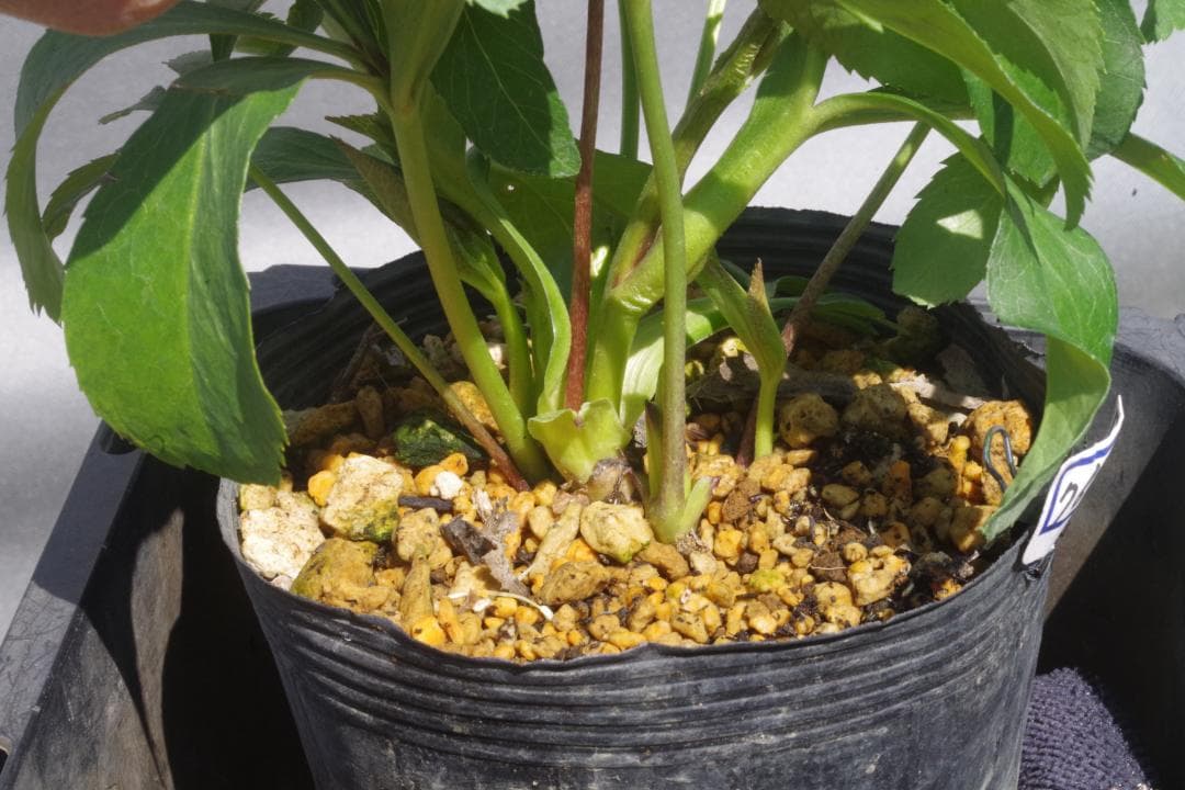 7648 認定！　キラメキ・チョコレート　クリスマスローズ開花　加藤農園