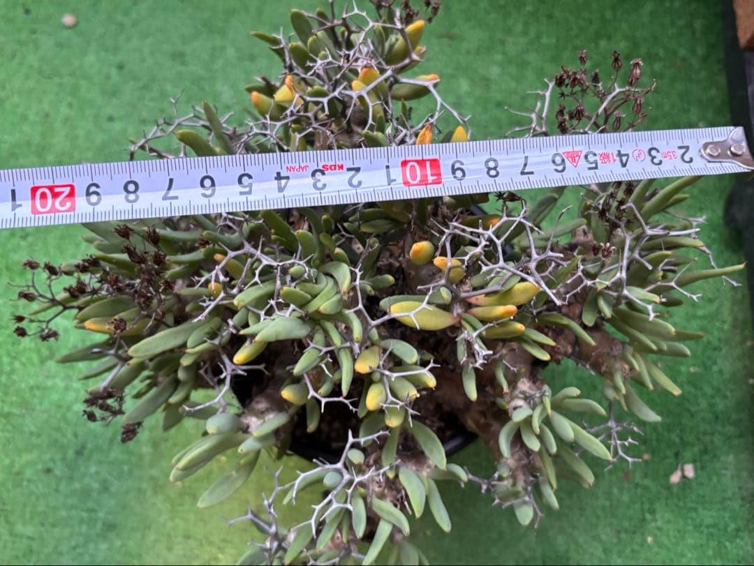 大株❗️ 塊根植物　チレコドン　レキュラータス　万物想　現地球