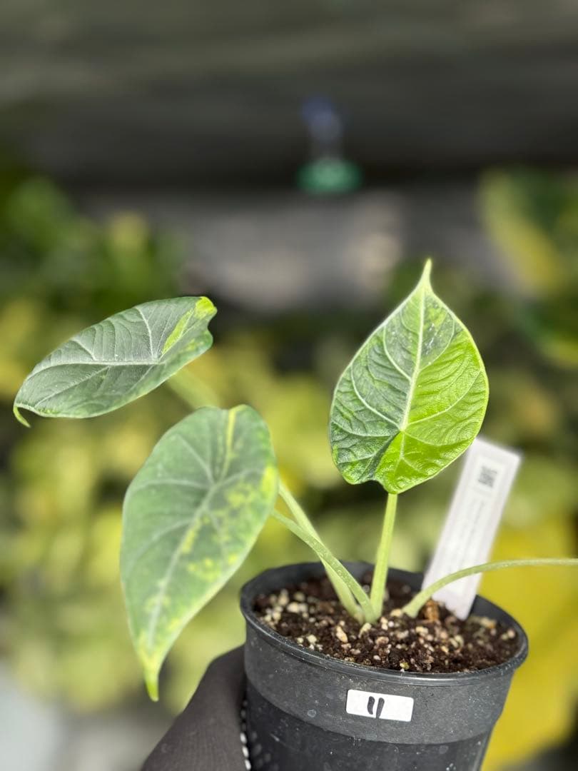 m*o様 11アロカシア　マハラニ　ゴールド　黄斑入り