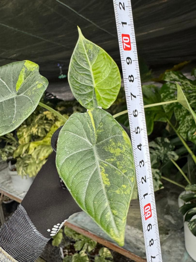 m*o様 11アロカシア　マハラニ　ゴールド　黄斑入り