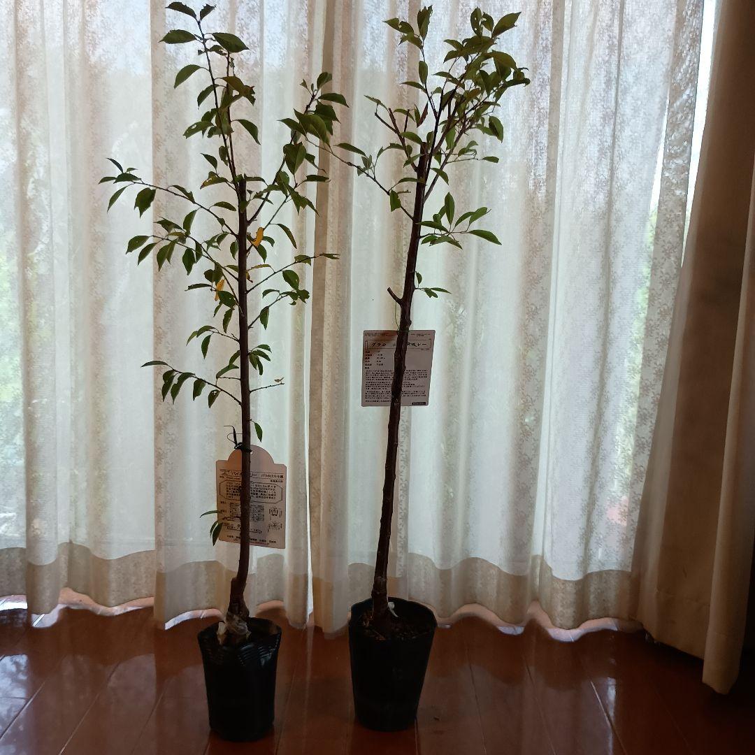 ✳バイオチェリー✳かなりレア物✳、プラム ネスレー２点セット