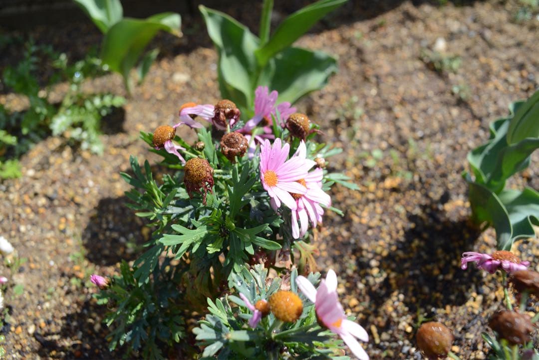 値下げ！実写あり！Ai Nikkor 28mm F2.8