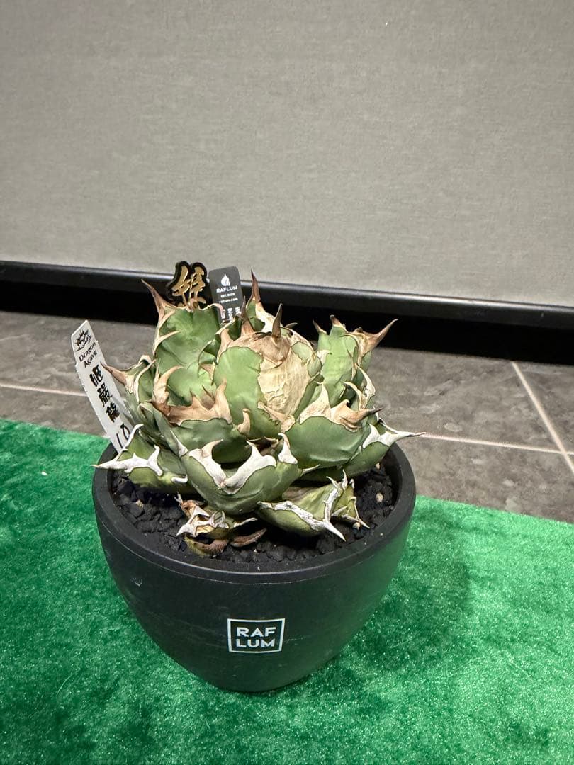 アガベ チタノタ 姫厳竜