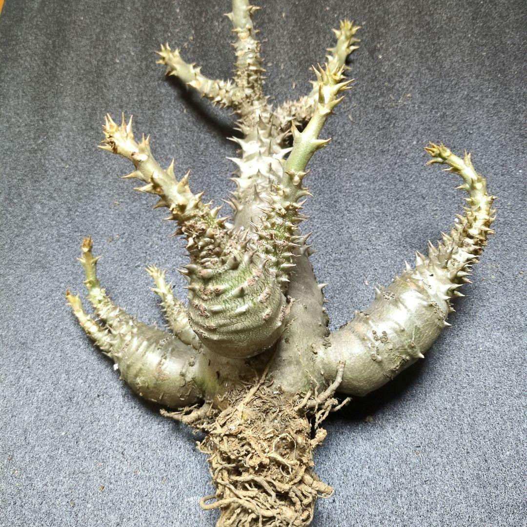 H*O様 パキポディウム ウィンゾリー 国内実生　サボテン 多肉植物 塊根 コー