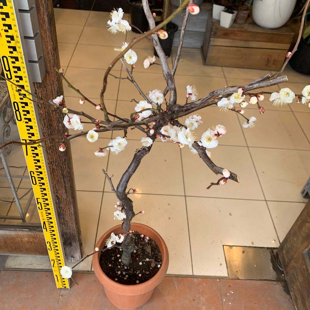 雲竜梅　ウンリュウバイ 8号 3