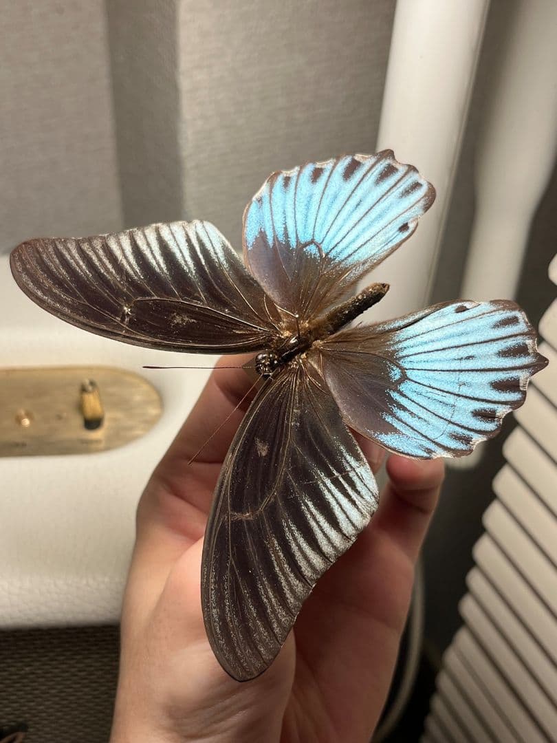 ナガサキアゲハ 外国産蝶標本 標本 野外採集品 モルフォ スルコスキーモルフォ