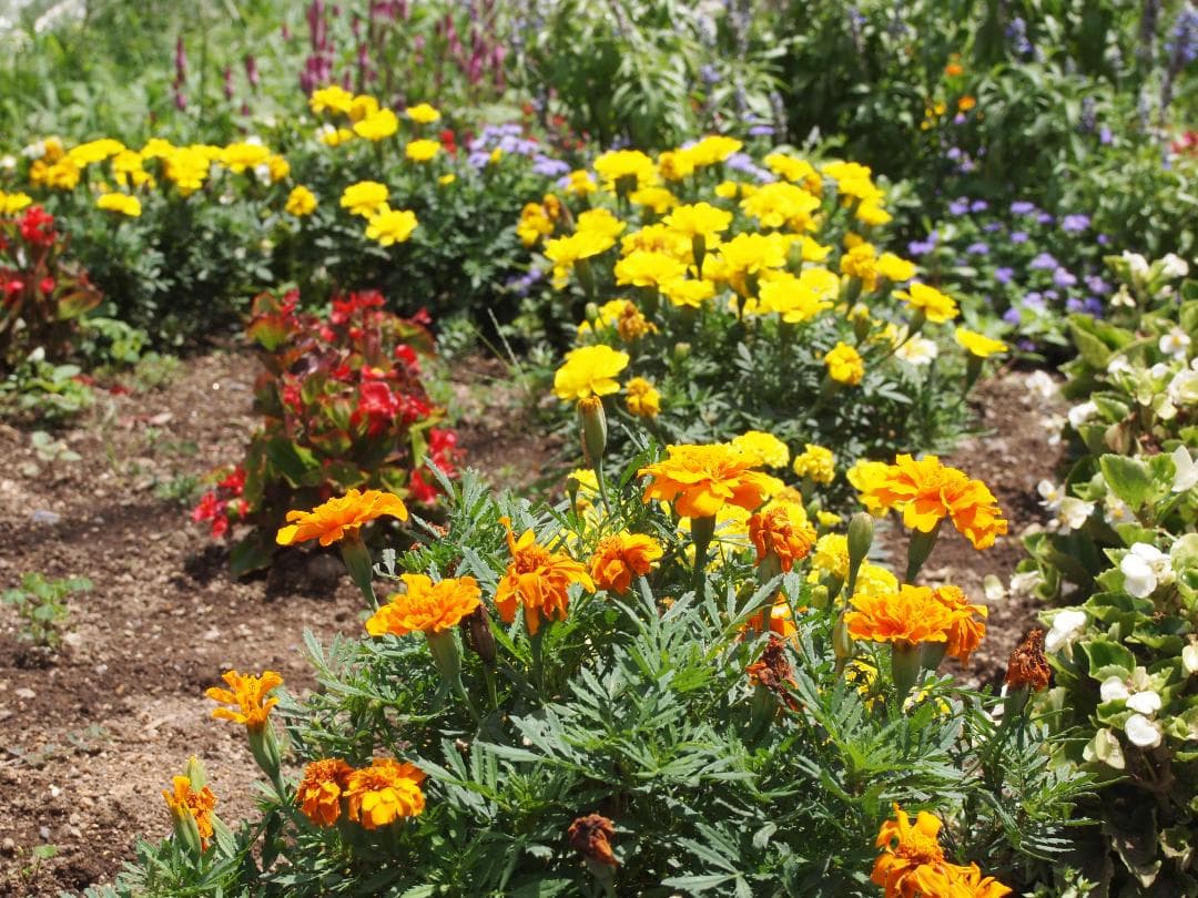 ✨カメラデビューにぴったり✨オリンパス E-PL1s ミラーレス 軽量＆高画質