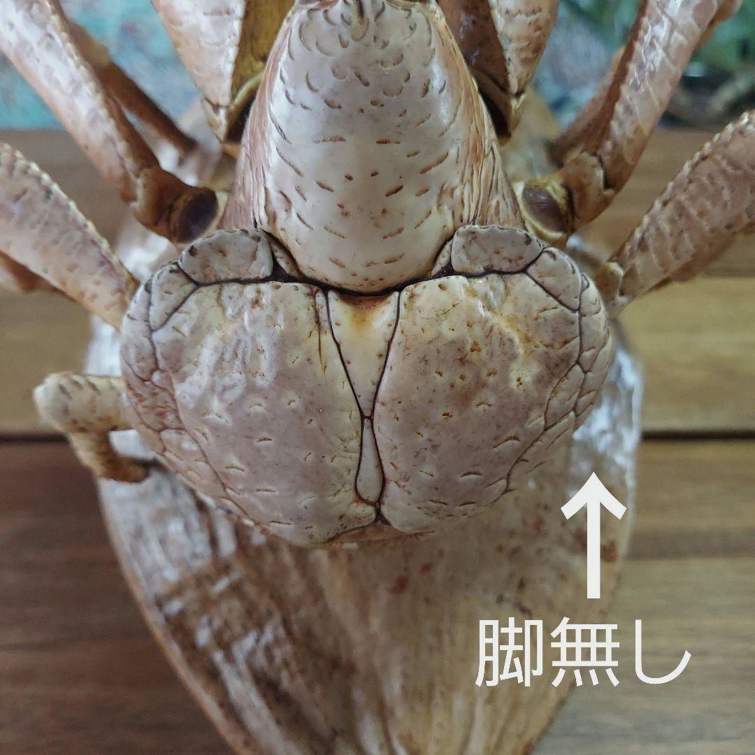 ハワイ　ヤシガニ剥製　ヤシガニとヤシノミ剥製