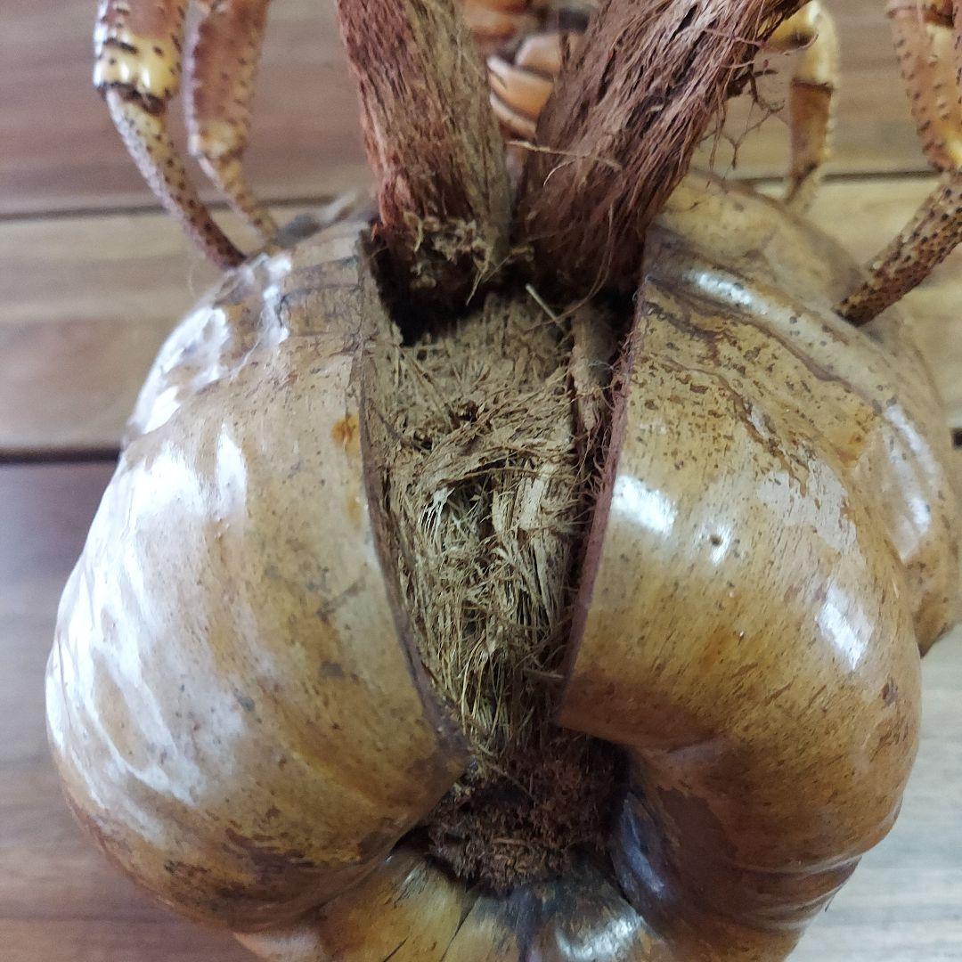 ハワイ　ヤシガニ剥製　ヤシガニとヤシノミ剥製