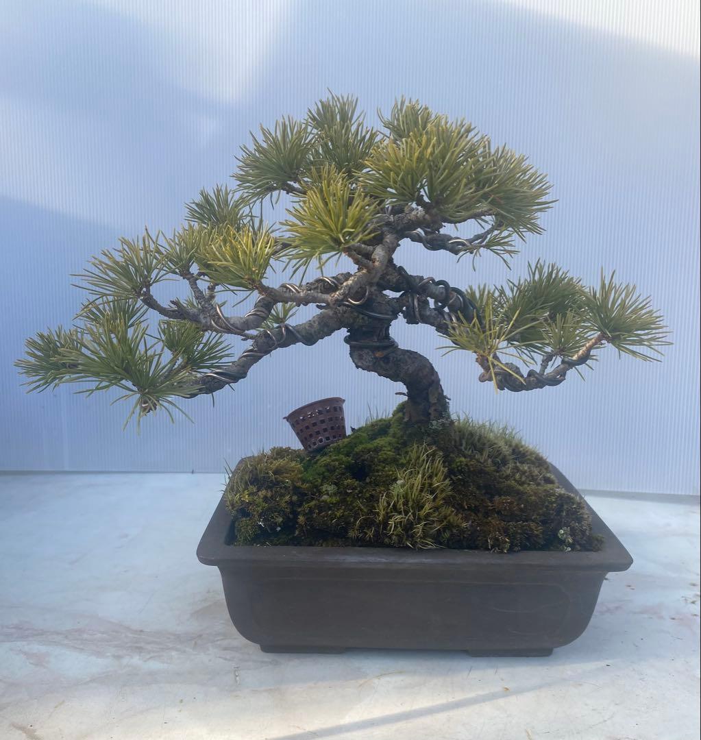 五葉松