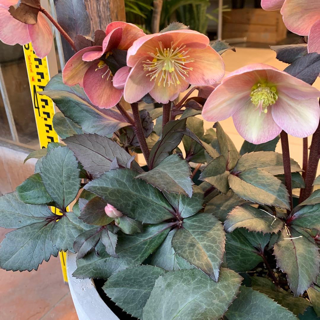 クリスマスローズ ピンクフロスト ファイバー鉢