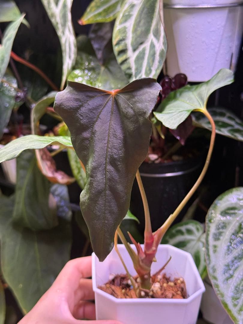 Anthurium Papi. FS（indo）/ Portillae X RL