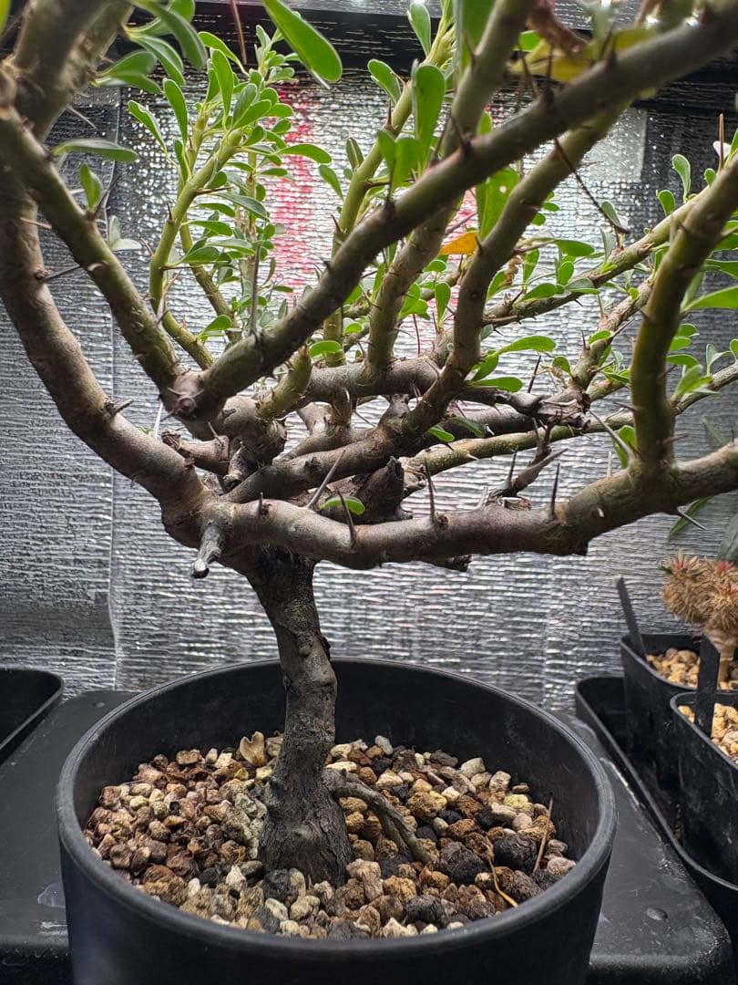 モンソニア（サルコカウロン）　バンデリエティアエ【現地株】