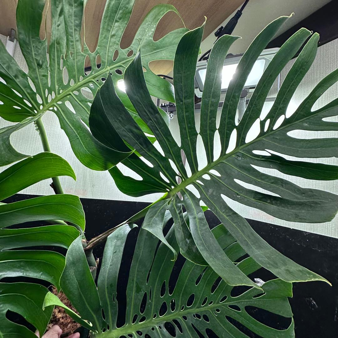 R*u様 モンステラデリシオーサマクロコズム超希少系統鉢植え108㎝レア