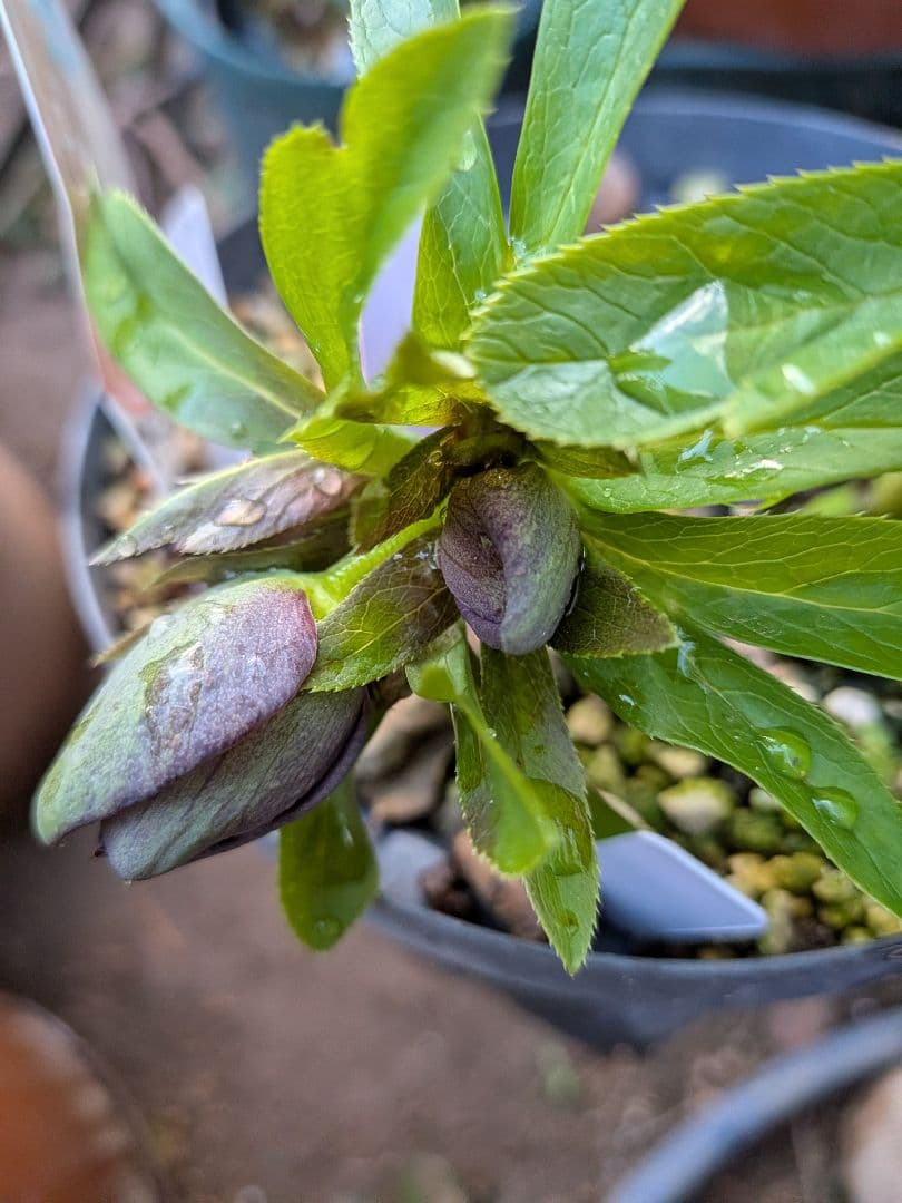 クリスマスローズ　プチドール　原種