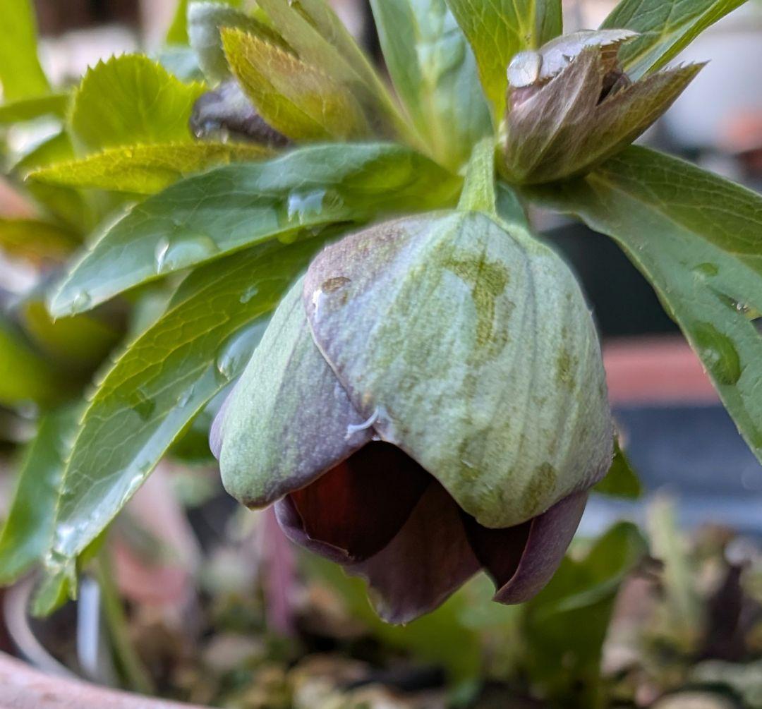 クリスマスローズ　プチドール　原種