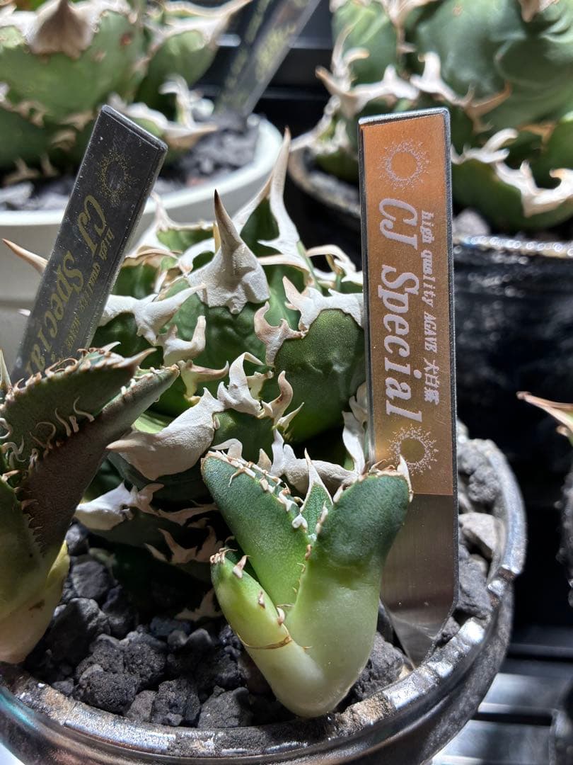 アガベ cjspecial 大白鯊 ホホジロサメ　子株　⭐︎タグ付き⭐︎ 2セット