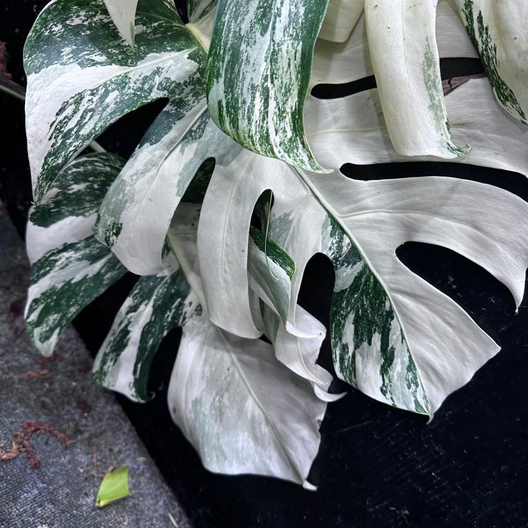 ハ*ー様 斑入りモンステラ ホワイトタイガー極美大株69cm白斑多
