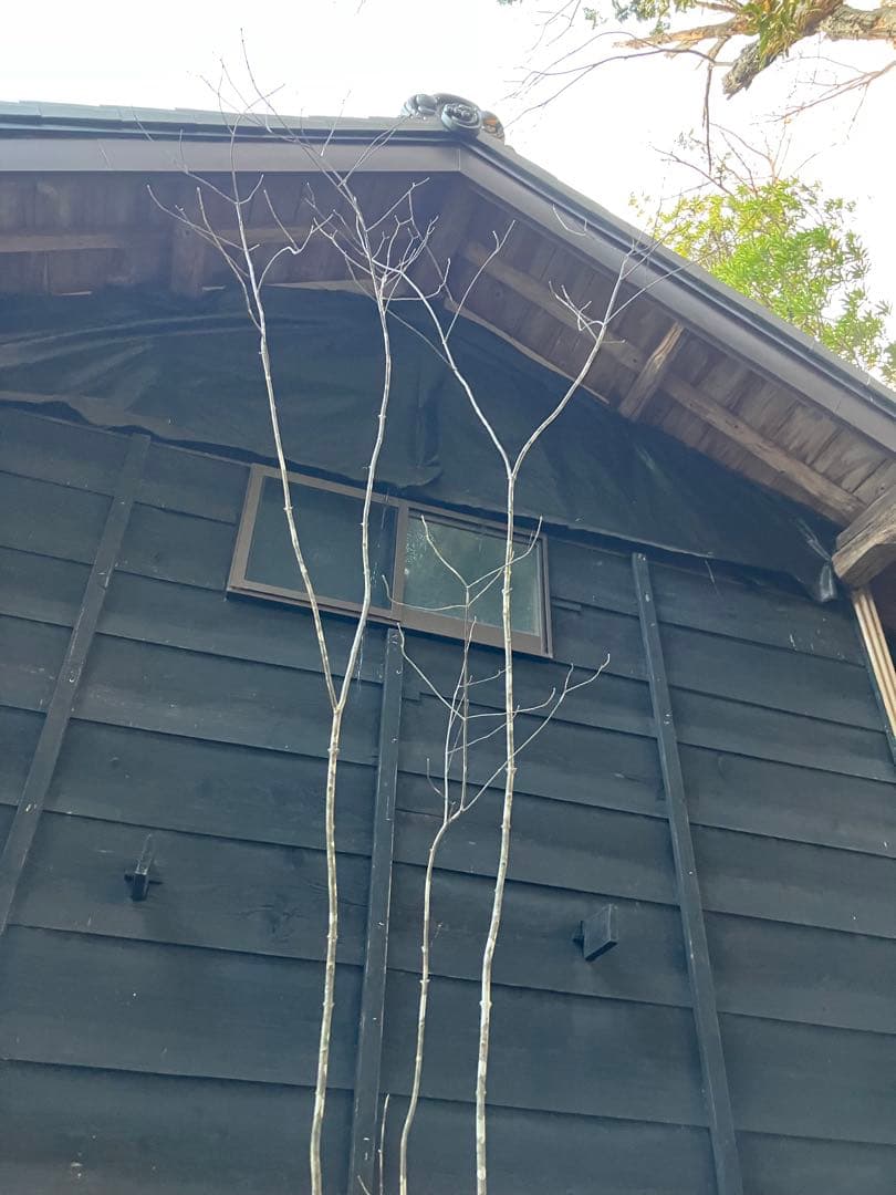 83 山採り　アオダモ