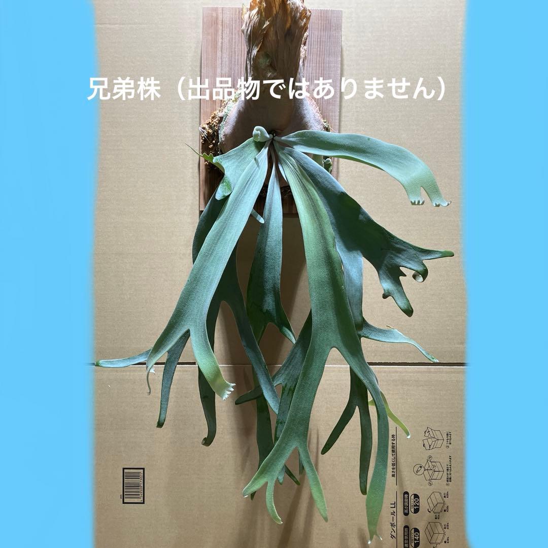 P.willinkii Sri Peuak×willinkii Watchara