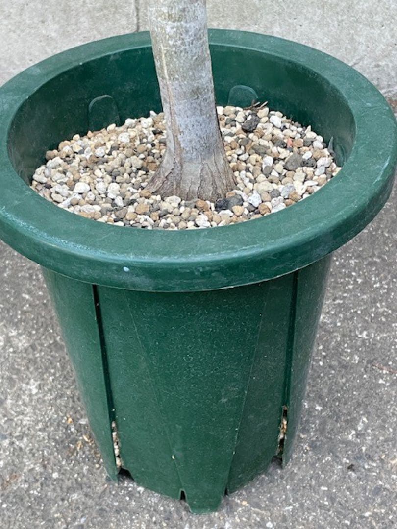 ダスティン■アロエ・ピランシーAloe pillansii/70cm■