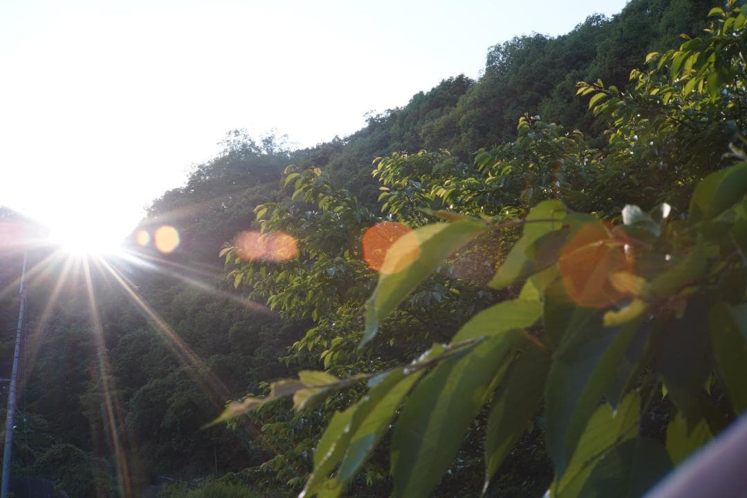 Canon 50mm F1.2 L39 作例あり