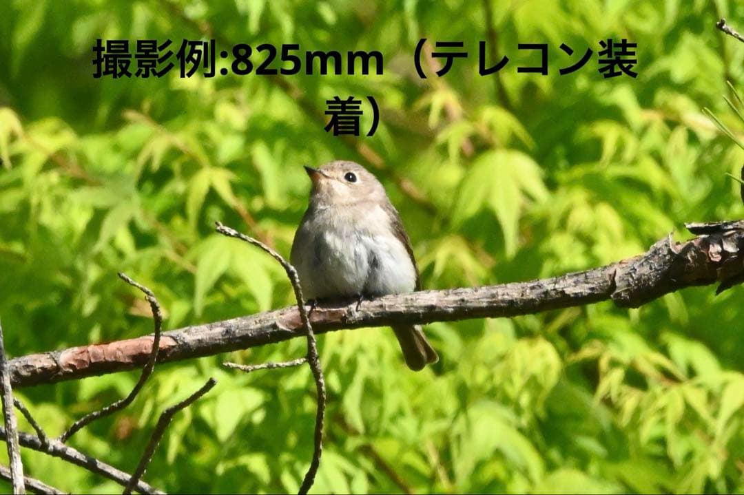 sigma 150-600mm テレコンセット　ニコンFマウント用