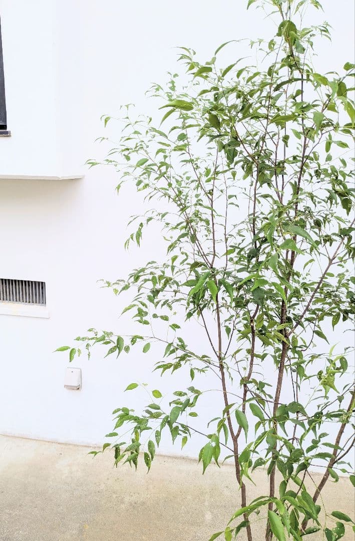 極美。山採りハイノキ。