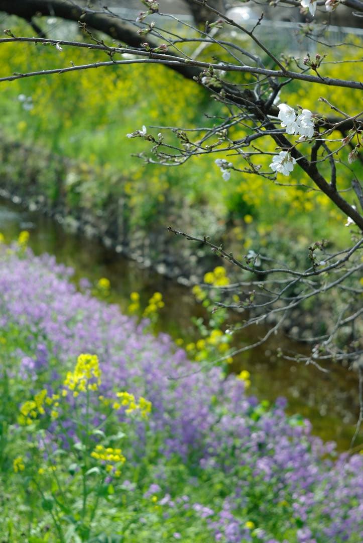 【希少】Takumar 58mm f/2.4 M42レンズ pentax