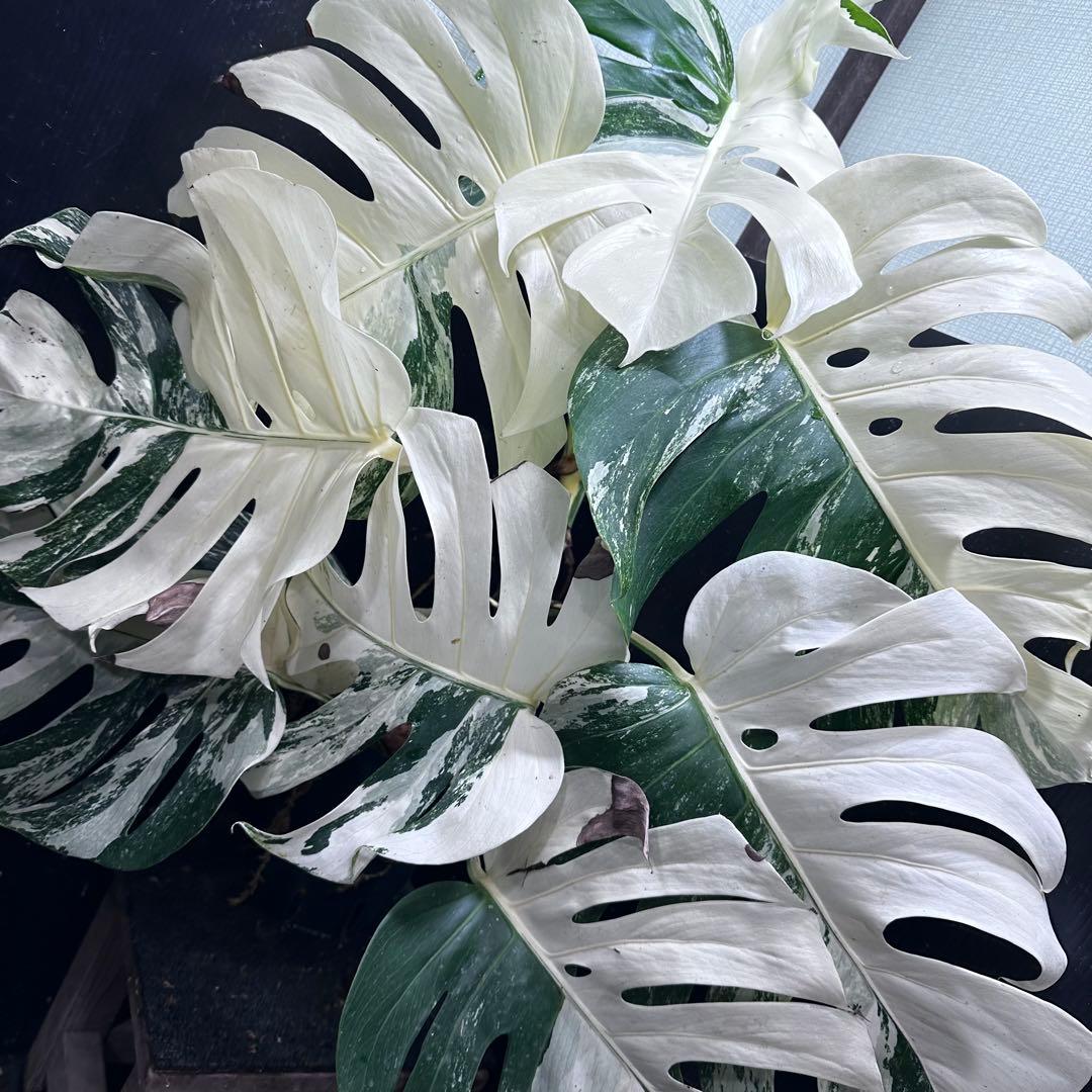 斑入りモンステラ ホワイトタイガー極美大株90cm白斑多レア