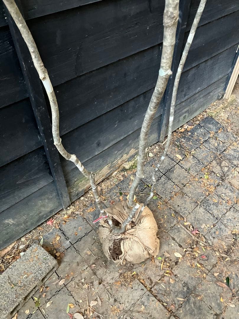 302 山採りアオダモ