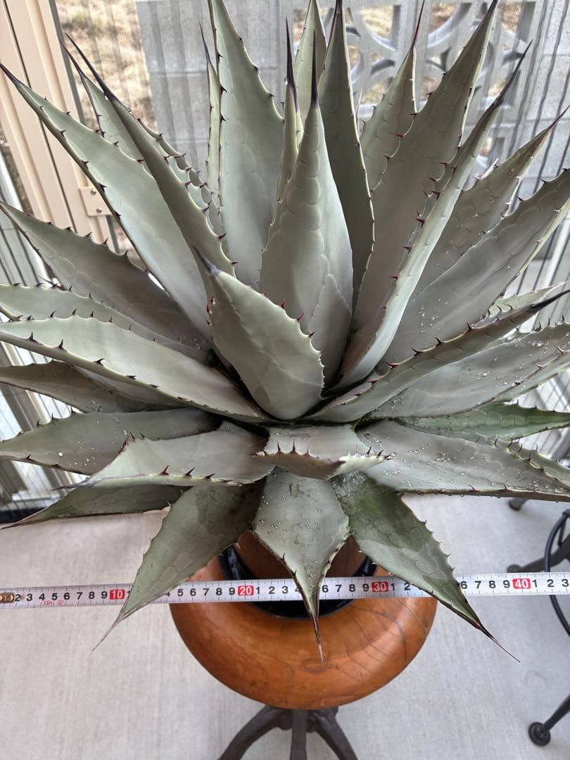アガベ パリー　吉祥天　大株