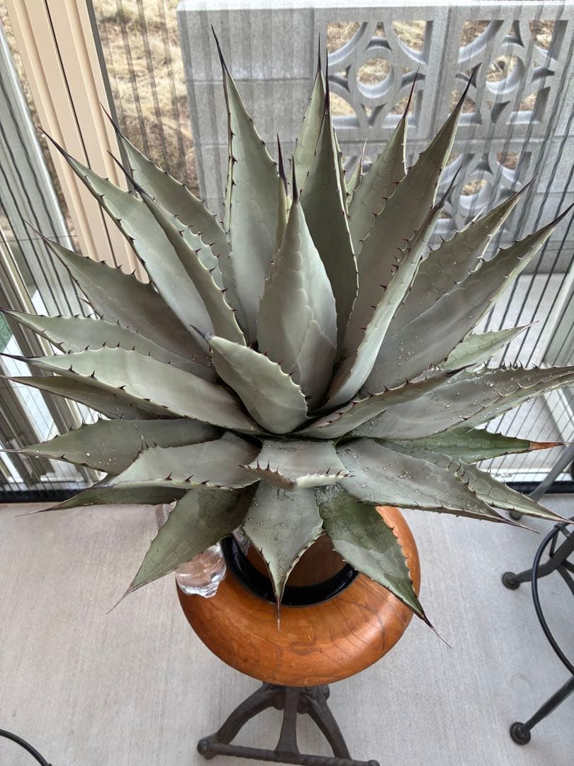 アガベ パリー　吉祥天　大株