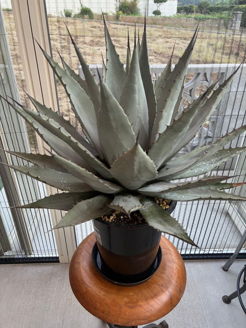 アガベ パリー　吉祥天　大株