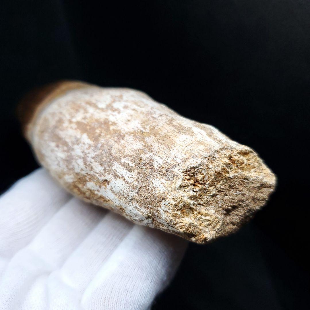 特大 歯根付き モササウルス 化石 歯 本物  123.82mm mos74