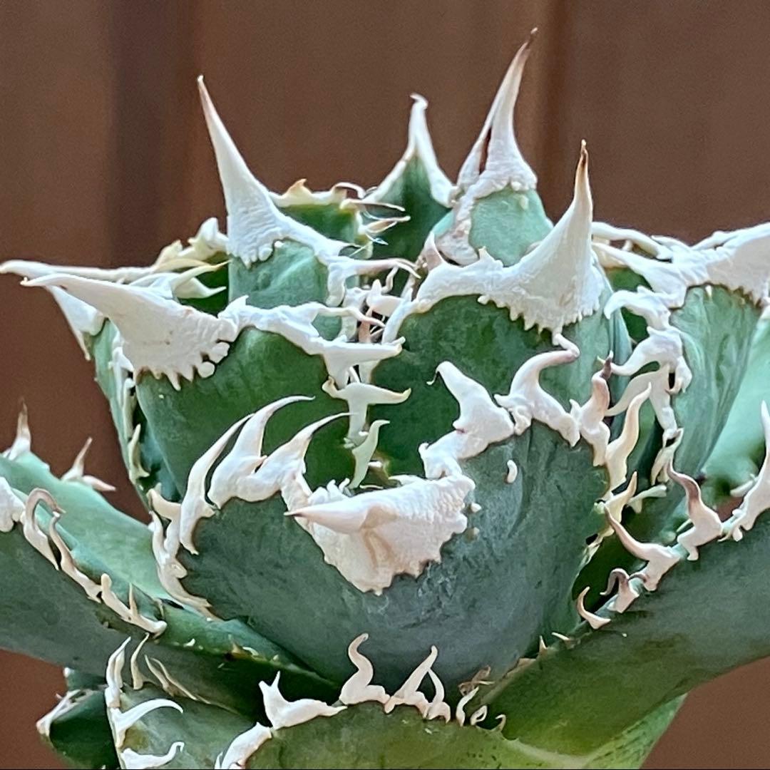 【オークション】14 選抜　サイズ大　子株2株付 アガべ　白豪刺TC 上澳園芸