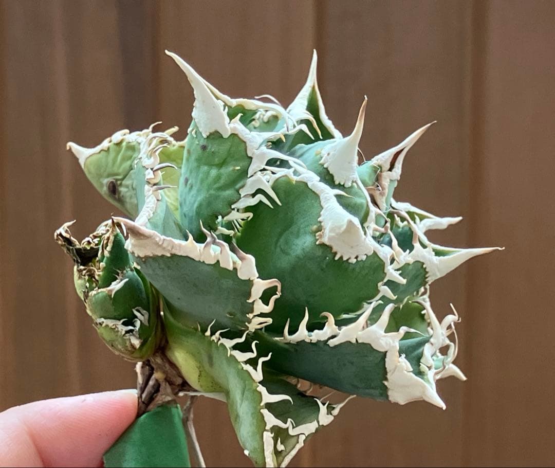 【オークション】14 選抜　サイズ大　子株2株付 アガべ　白豪刺TC 上澳園芸